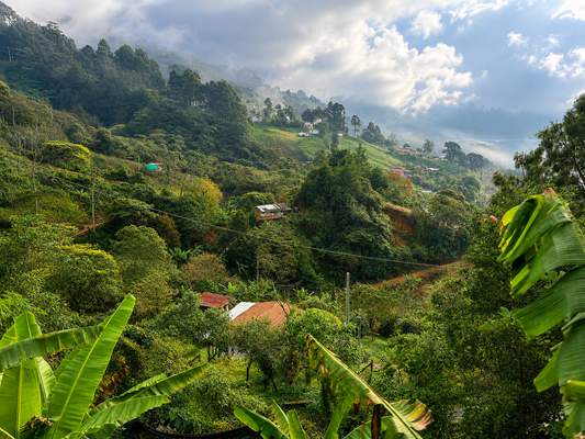 Why Colombian Coffee Is Considered Among the World's Best