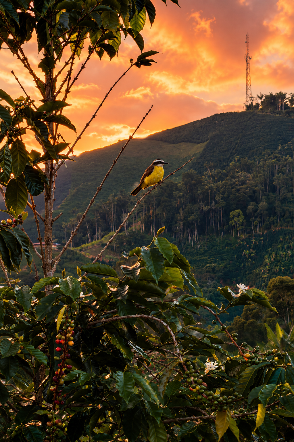 FROM MOUNTAIN TO CUP. How Elevation Can Influence Coffee.