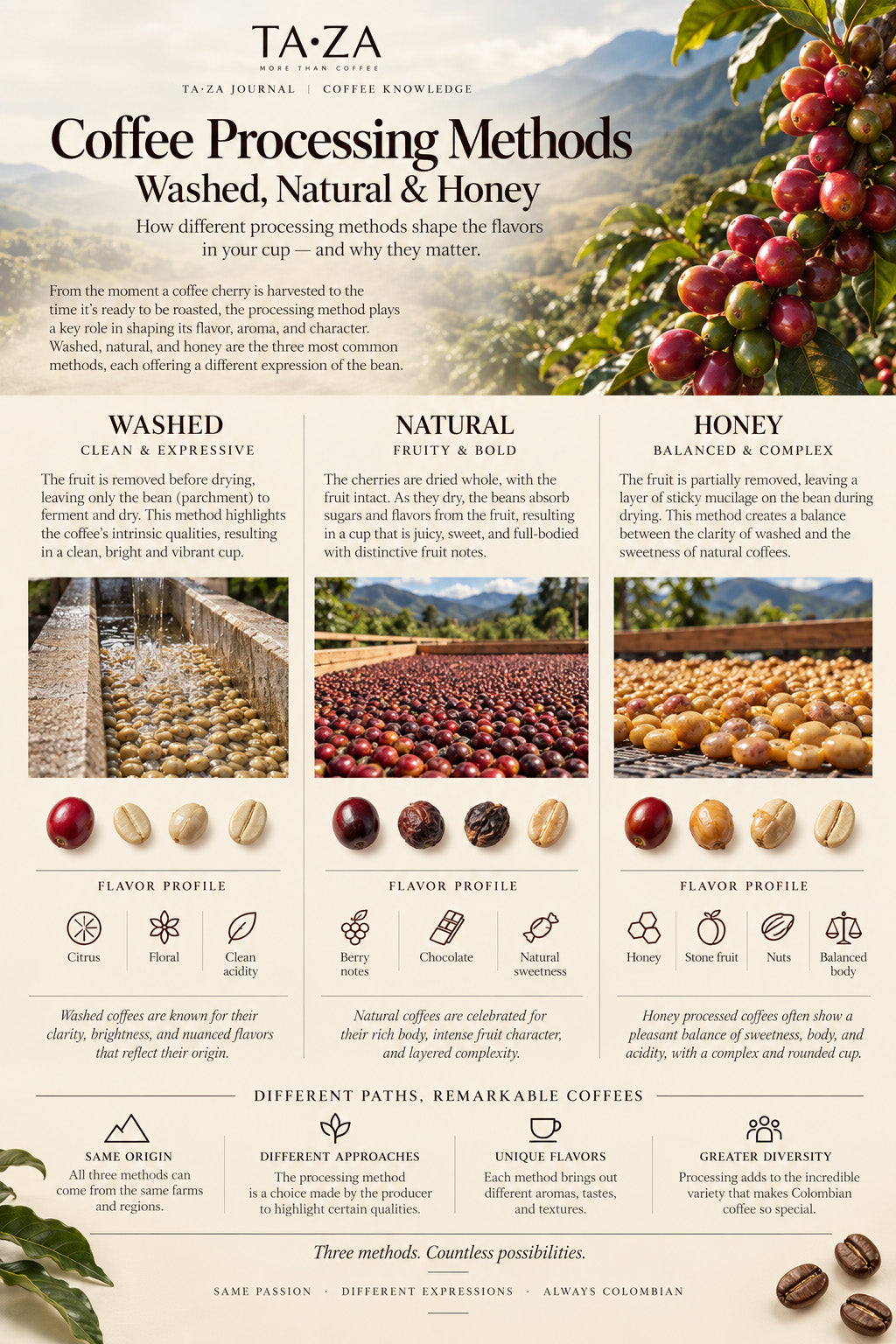Coffee Processing Methods: Washed, Natural & Honey