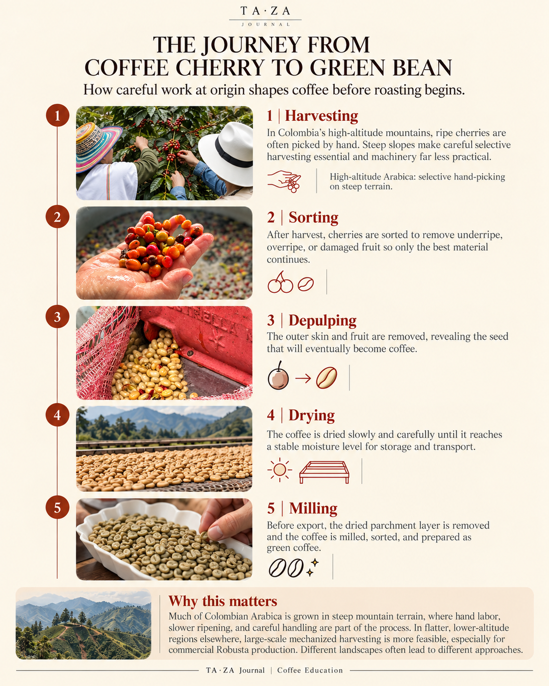 The Journey from Coffee Cherry to Green Bean